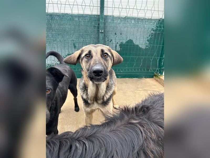 Bracken Mischlingsrüde Rüde Lenco sucht dringend ein Zuhause oder eine Pflegestelle