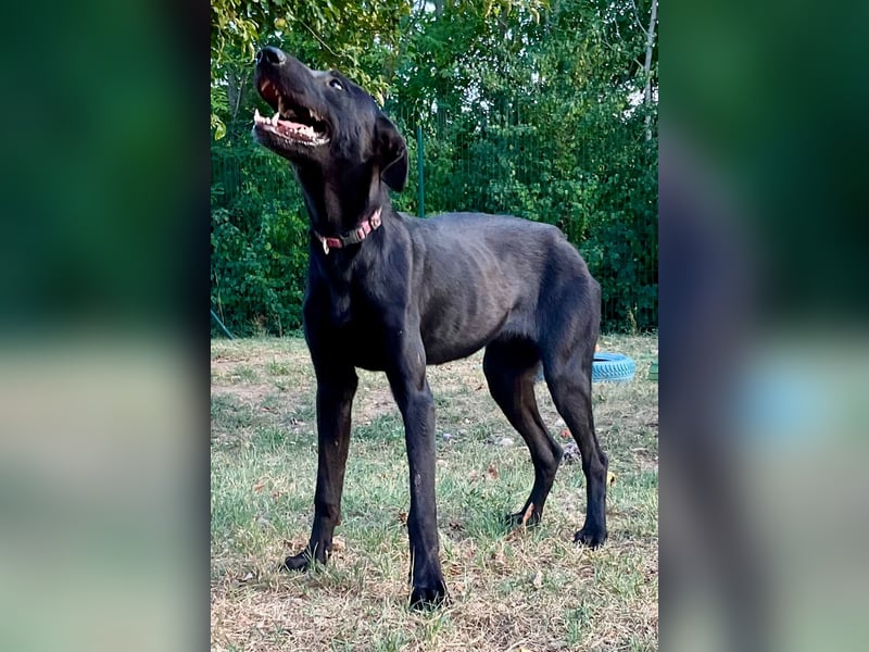 Traumhündin Bipa sucht ihr Traum zuhause