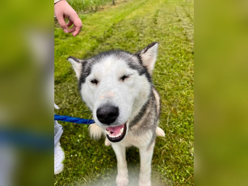 Hübsche Husky Mischlingshündin Juna sucht ihre Familie