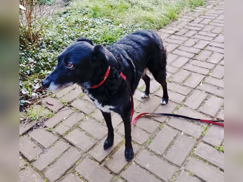 Menschenbezogende Mischlingshündin Dora sucht ihre Familie