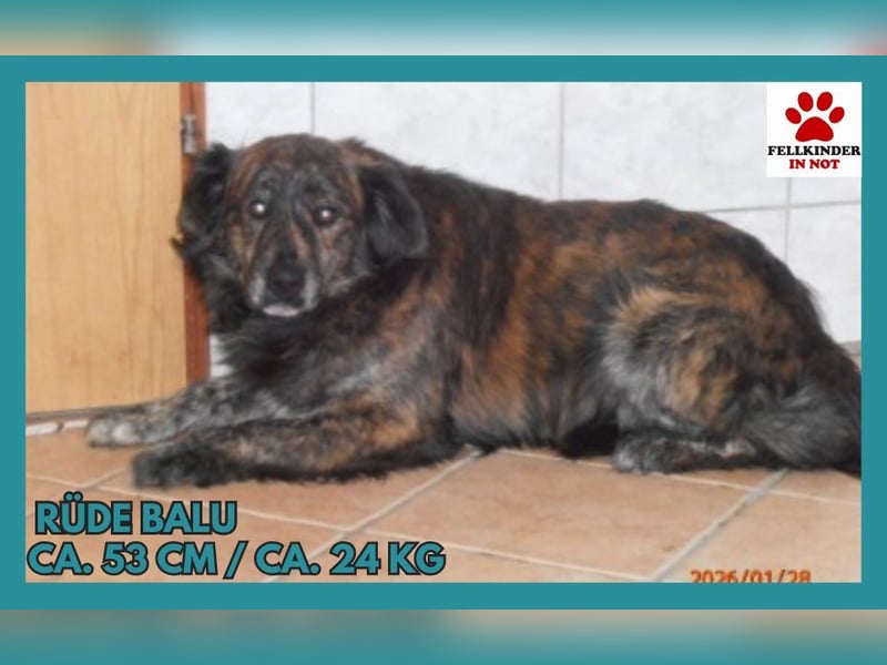 Mischlingsrüde Balu wünscht sich eine Familie