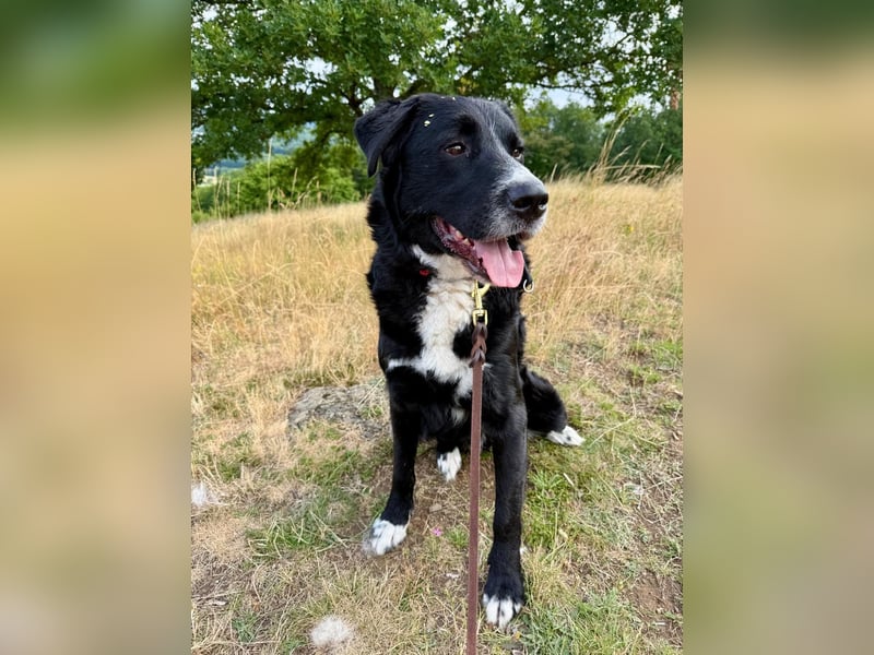 Toller Mischlingsrüde Cody sucht seine Menschen