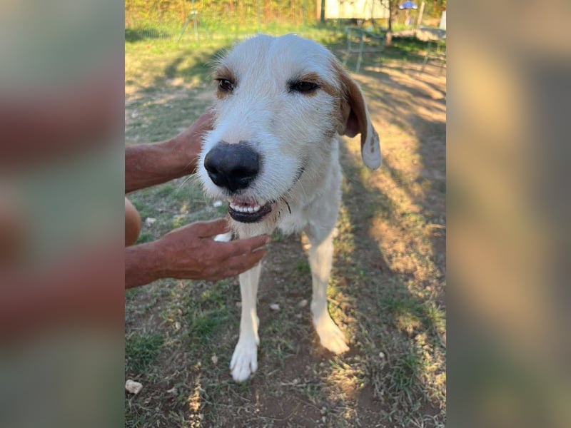 Hübscher Mischlingsrüde Maki sucht seine Familie