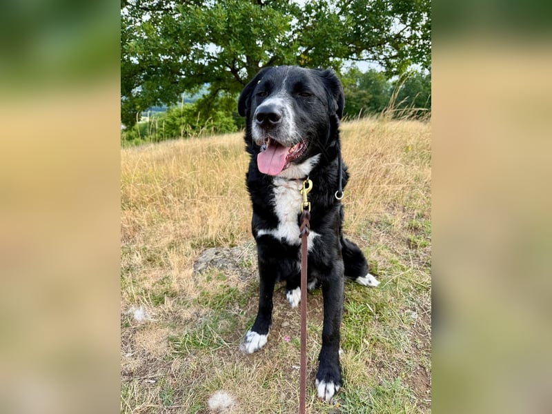 Toller Mischlingsrüde Cody sucht seine Menschen