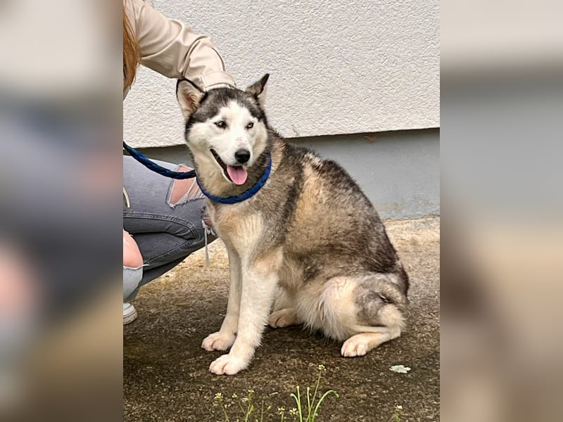 Hübsche Husky Mischlingshündin Juna sucht ihre Familie