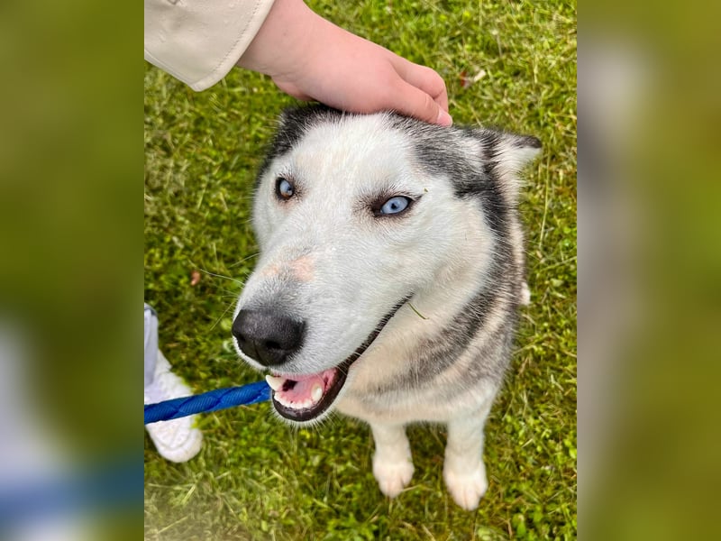Hübsche Husky Mischlingshündin Juna sucht ihre Familie