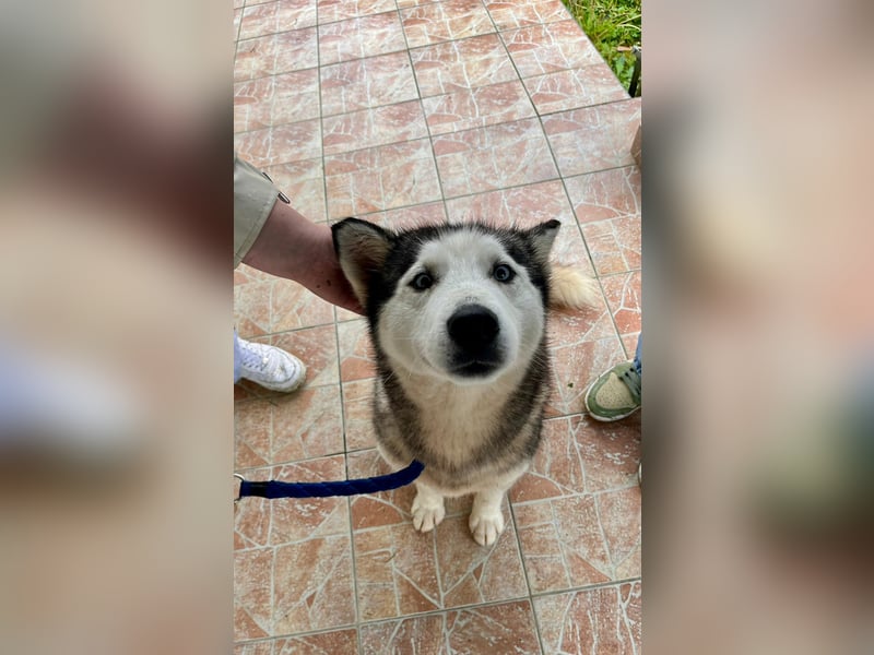 Hübsche Husky Mischlingshündin Juna sucht ihre Familie