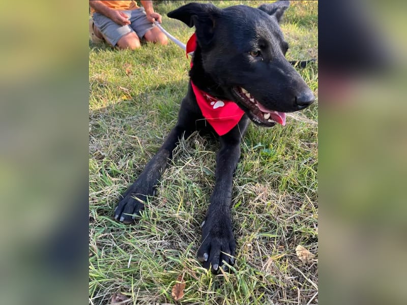 Traumhündin Bipa sucht ihr Traum zuhause