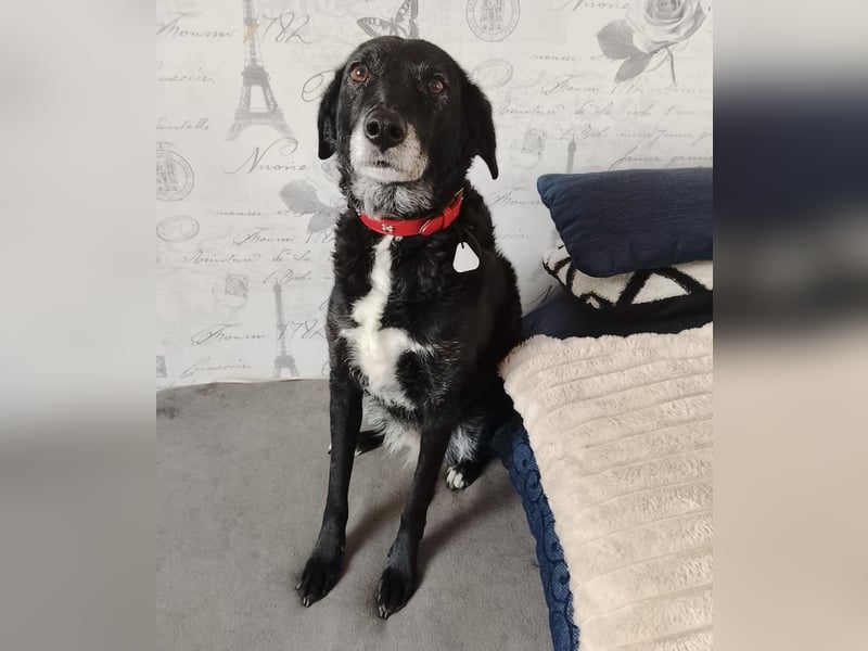 Menschenbezogende Mischlingshündin Dora sucht ihre Familie