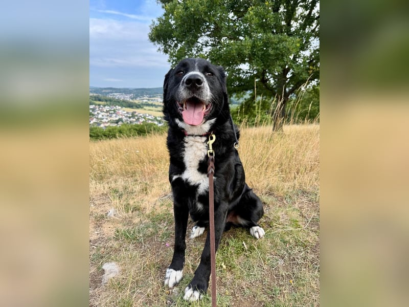 Toller Mischlingsrüde Cody sucht seine Menschen