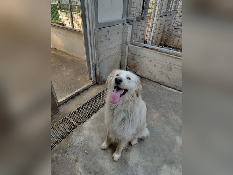 Liebevoller Mischlingsrüde Elmo wünscht sich eine Familie