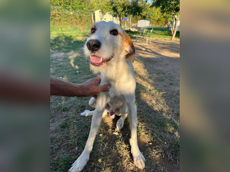 Hübscher Mischlingsrüde Maki sucht seine Familie