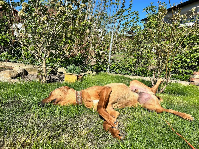 Neugieriger Brackenmischling Leon sucht sein zuhause