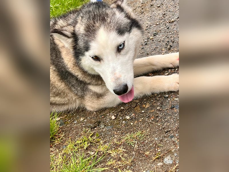 Hübsche Husky Mischlingshündin Juna sucht ihre Familie