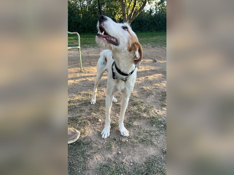 Hübscher Mischlingsrüde Maki sucht seine Familie