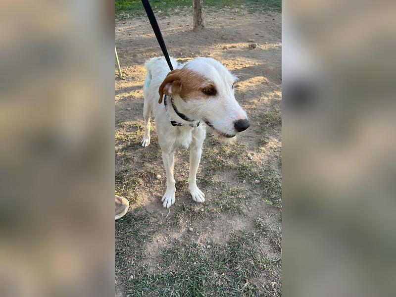 Hübscher Mischlingsrüde Maki sucht seine Familie