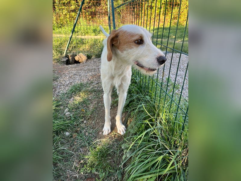 Hübscher Mischlingsrüde Maki sucht seine Familie