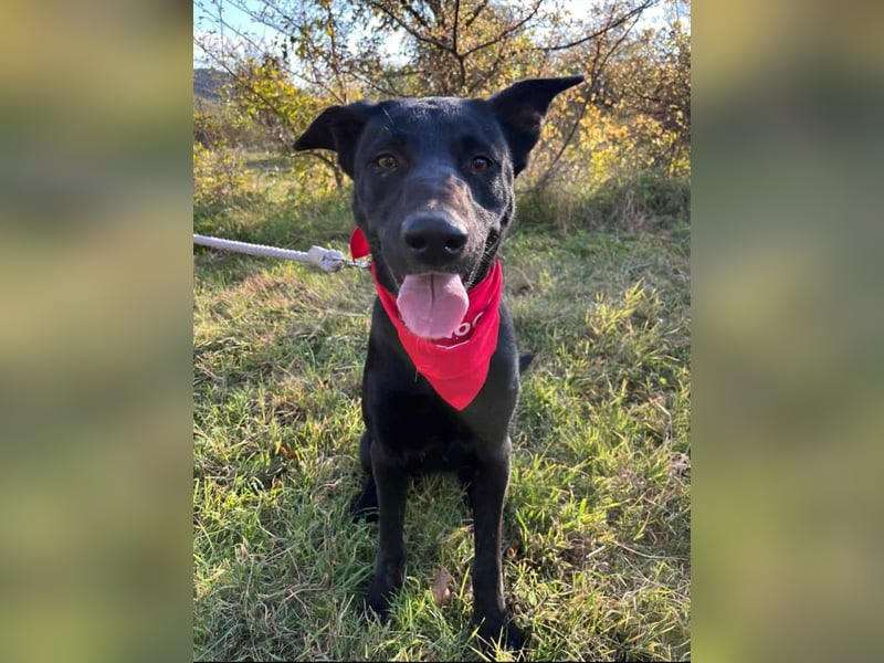 Traumhündin Bipa sucht ihr Traum zuhause