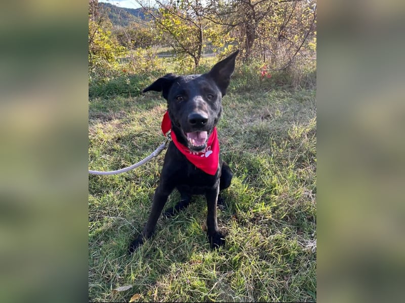 Traumhündin Bipa sucht ihr Traum zuhause