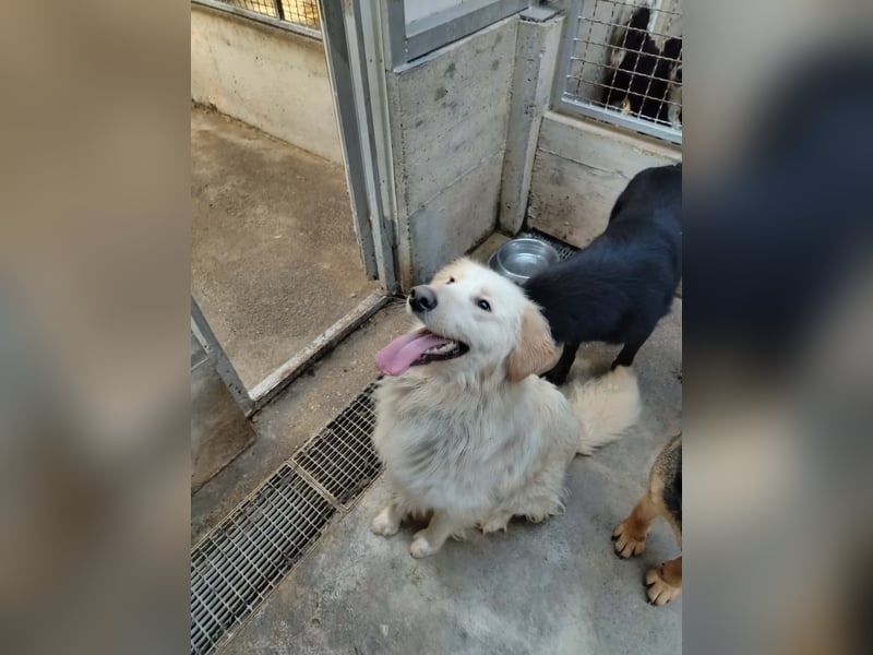 Liebevoller Mischlingsrüde Elmo wünscht sich eine Familie