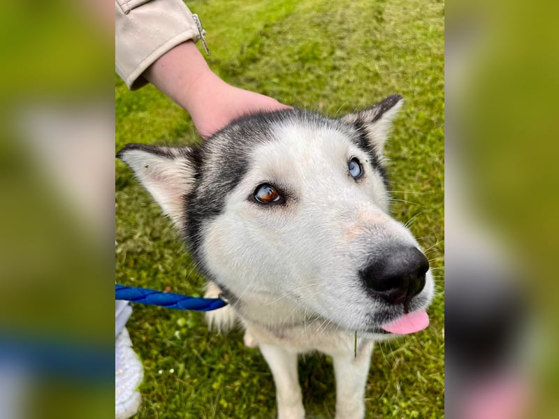 Hübsche Husky Mischlingshündin Juna sucht ihre Familie