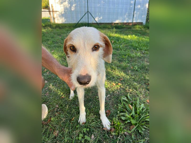 Hübscher Mischlingsrüde Maki sucht seine Familie