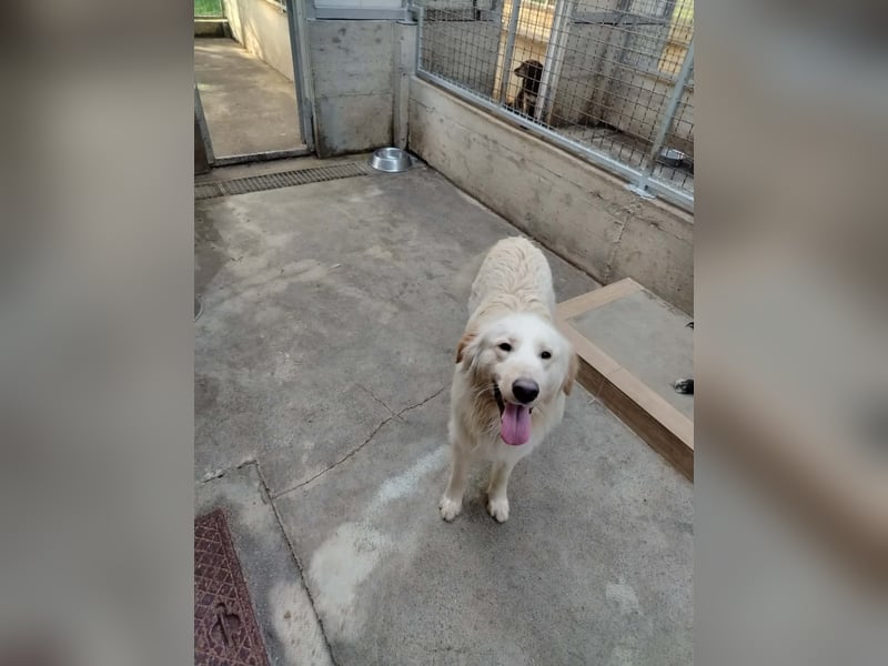 Liebevoller Mischlingsrüde Elmo wünscht sich eine Familie