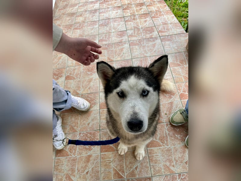 Hübsche Husky Mischlingshündin Juna sucht ihre Familie