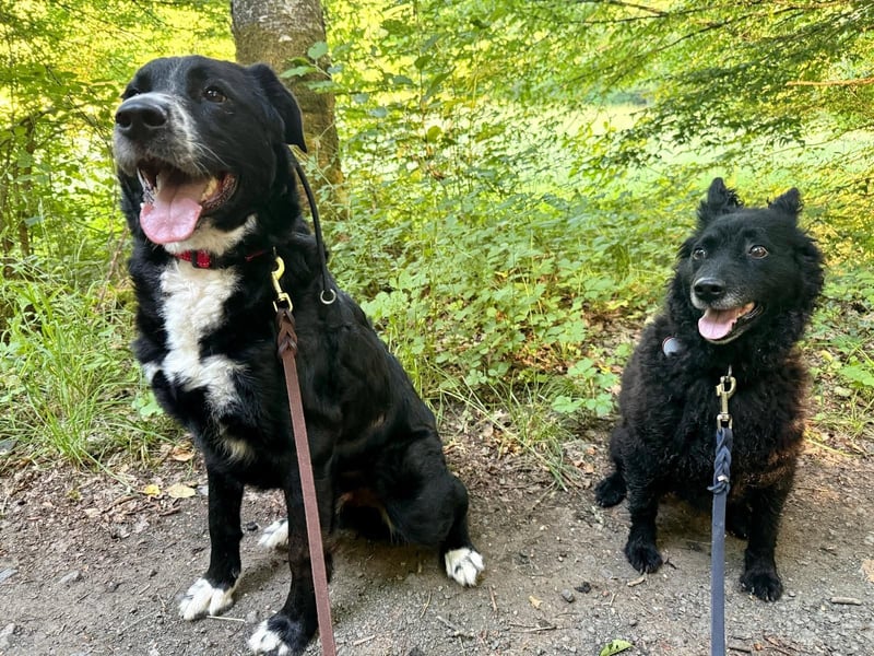 Toller Mischlingsrüde Cody sucht seine Menschen