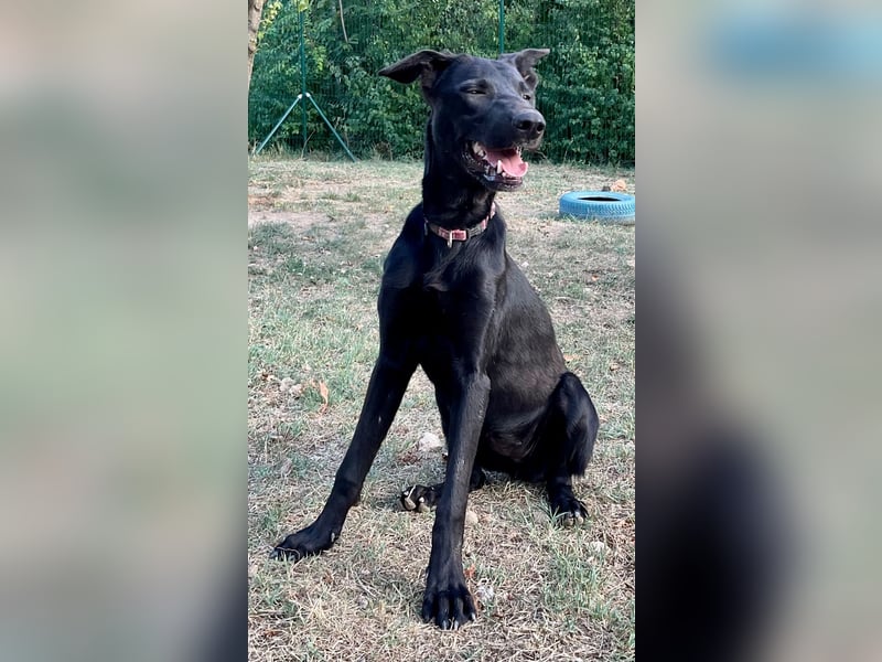 Traumhündin Bipa sucht ihr Traum zuhause