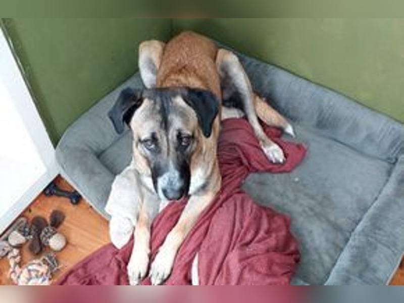 Much, ein sensibler und sehr verschmuster Begleiter sucht noch einmal ein Zuhause