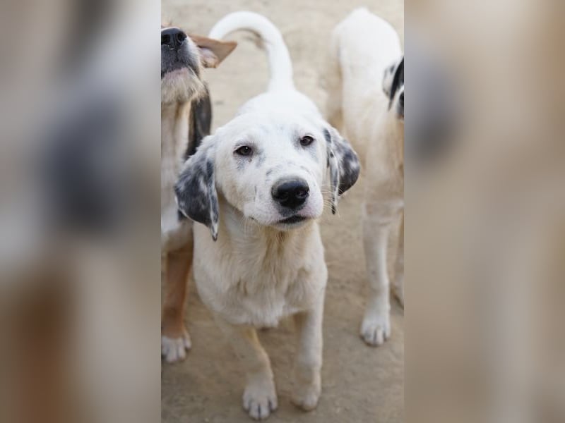 Riesling, geb. ca. 08/2025, lebt in GRIECHENLAND, auf einer privaten Pflegestelle