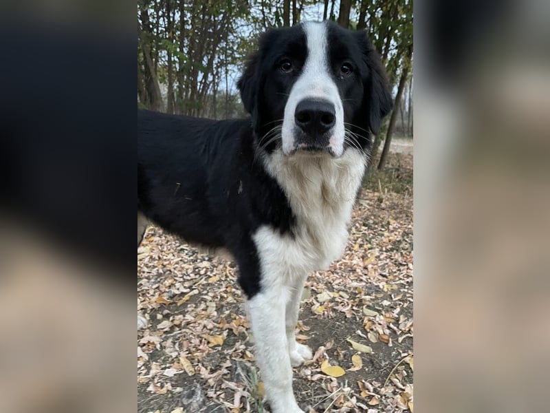 Sloan, geb. ca. 01/2022, lebt in GRIECHENLAND, auf einem Gelände, wird notdürftig versorgt