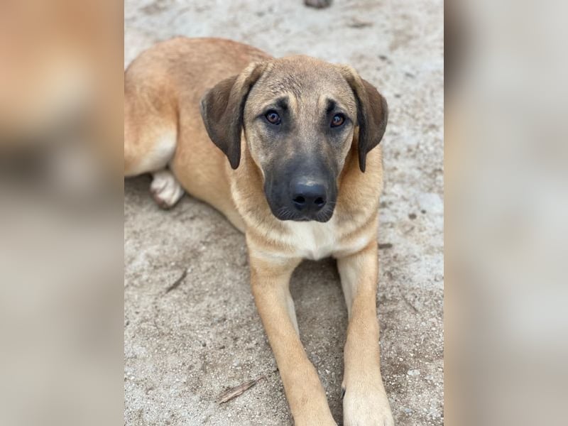 Zira, geb. ca. 02/2025, lebt in GRIECHENLAND, auf einer privaten Pflegestelle