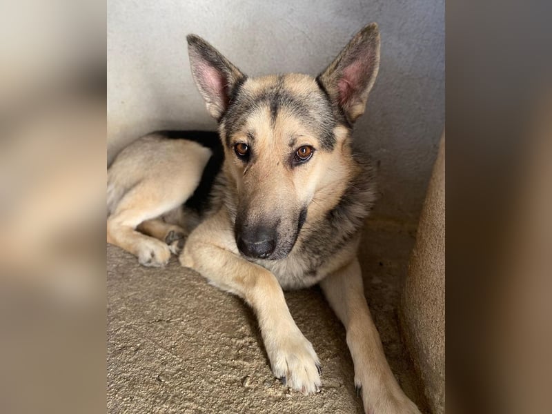 Hankan, geb. ca. 01/2024, lebt in GRIECHENLAND, im städt. Tierheim Serres