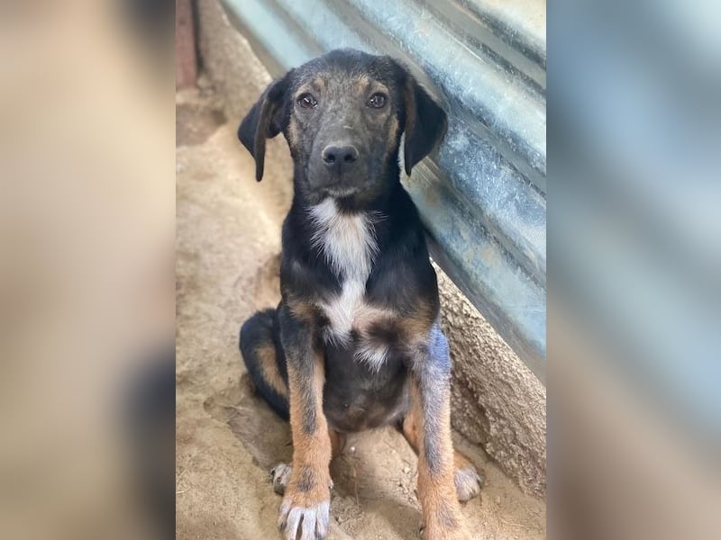 Miranda, geb. ca. 01/2026, lebt in GRIECHENLAND, auf einer privaten Pflegestelle