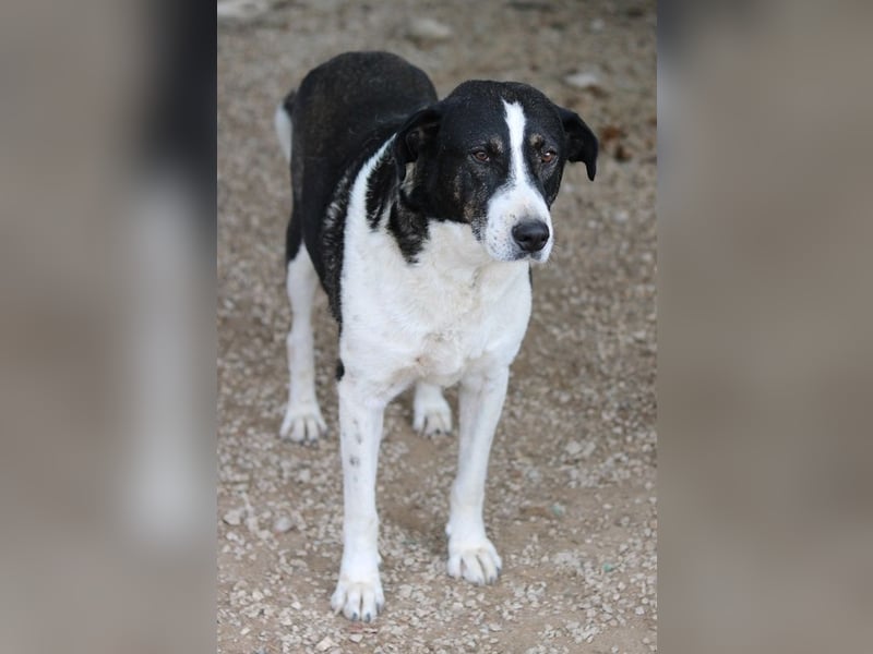 Ancho, geb. ca. 10/2021, lebt in GRIECHENLAND, im städt. Tierheim Serres