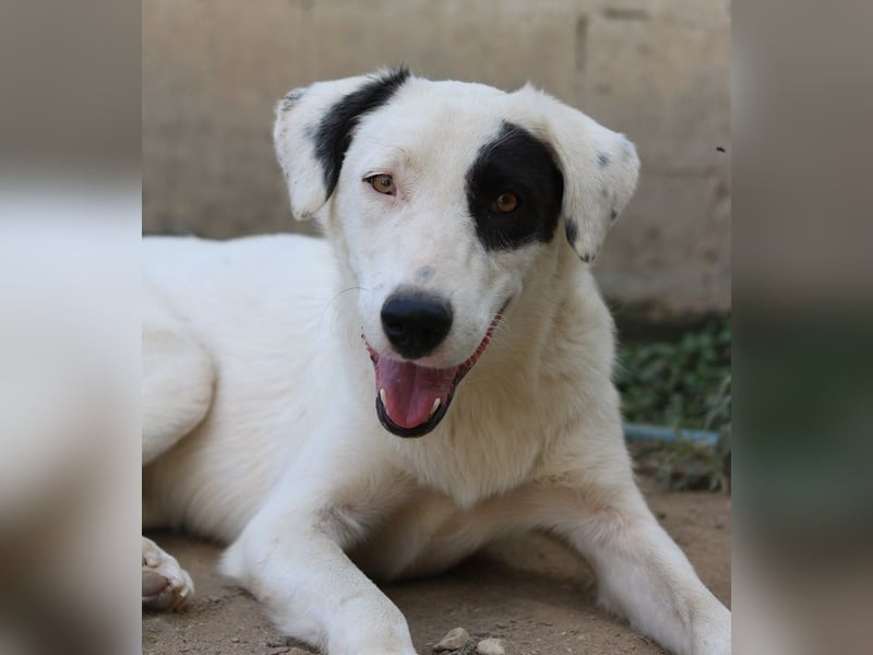 Kiba, geb. ca. 06/2023, lebt in GRIECHENLAND, auf einer privaten Pflegestelle