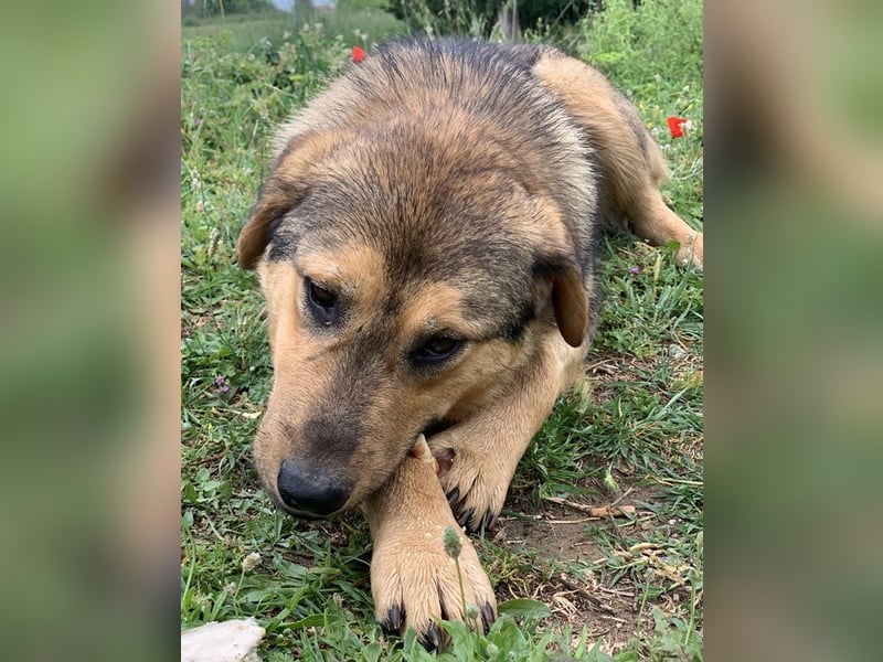 Bruno, geb. ca. 05/2020, lebt in GRIECHENLAND, auf einer privaten Pflegestelle