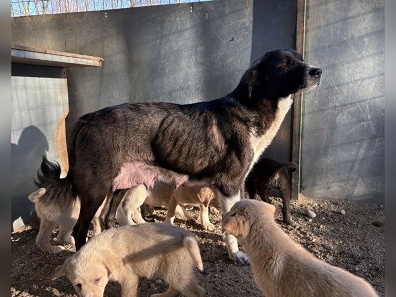 Mère, geb. ca. 03/2023, lebt in GRIECHENLAND, im städt. Tierheim Serres