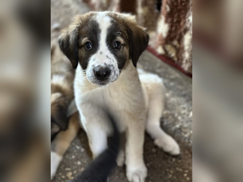 Findus, geb. ca. 02/2025, lebt in GRIECHENLAND, auf einer privaten Pflegestelle