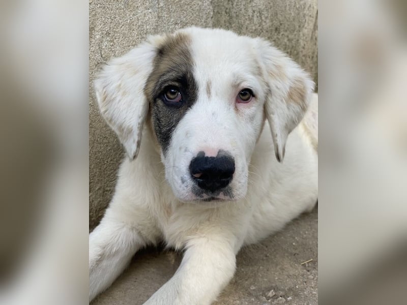 Arco, geb. ca. 02/2024, lebt in GRIECHENLAND, im städt. Tierheim Serres