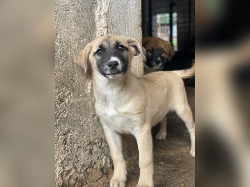 Mira, geb. ca. 12/2025, lebt in GRIECHENLAND, im städt. Tierheim Serres