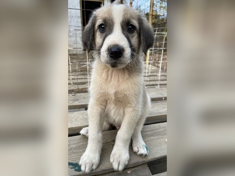 Carlo, geb. ca. 08/2022, lebt in GRIECHENLAND, auf einer privaten Pflegestelle