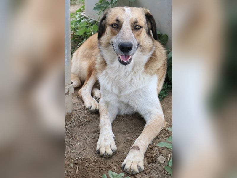 Nena, geb. ca. 10/2017, lebt in GRIECHENLAND, im städt. Tierheim Serres