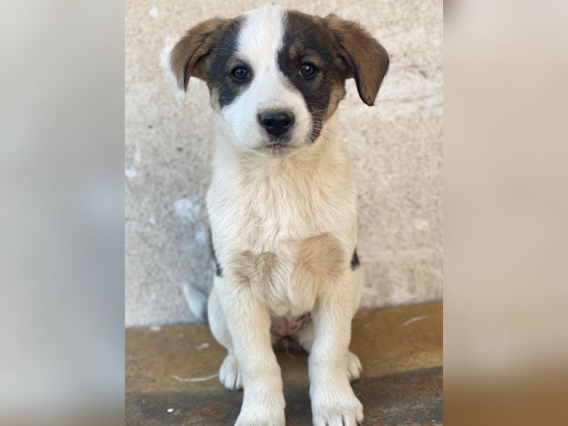 Yoko, geb. ca. 03/2026, lebt in GRIECHENLAND, auf einer privaten Pflegestelle