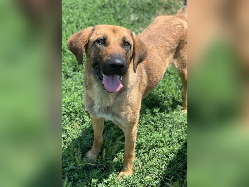 Xawi, geb. ca. 12/2019, lebt in GRIECHENLAND, im städt. Tierheim Serres