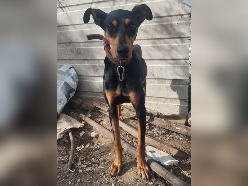 Rachel, geb. ca. 05/2020, lebt in GRIECHENLAND, auf einer privaten Pflegestelle