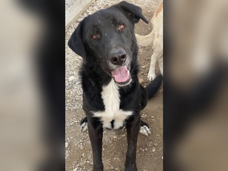 Cupid, geb. ca. 03/2020, lebt in GRIECHENLAND, im städt. Tierheim Serres