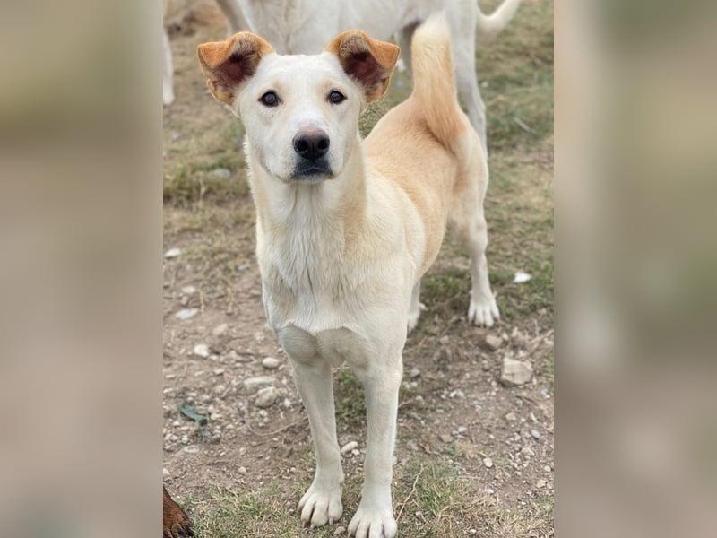 Kalena, geb. ca. 01/2025, lebt in GRIECHENLAND, im städt. Tierheim Serres